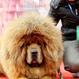 Meet your Posher, Rose